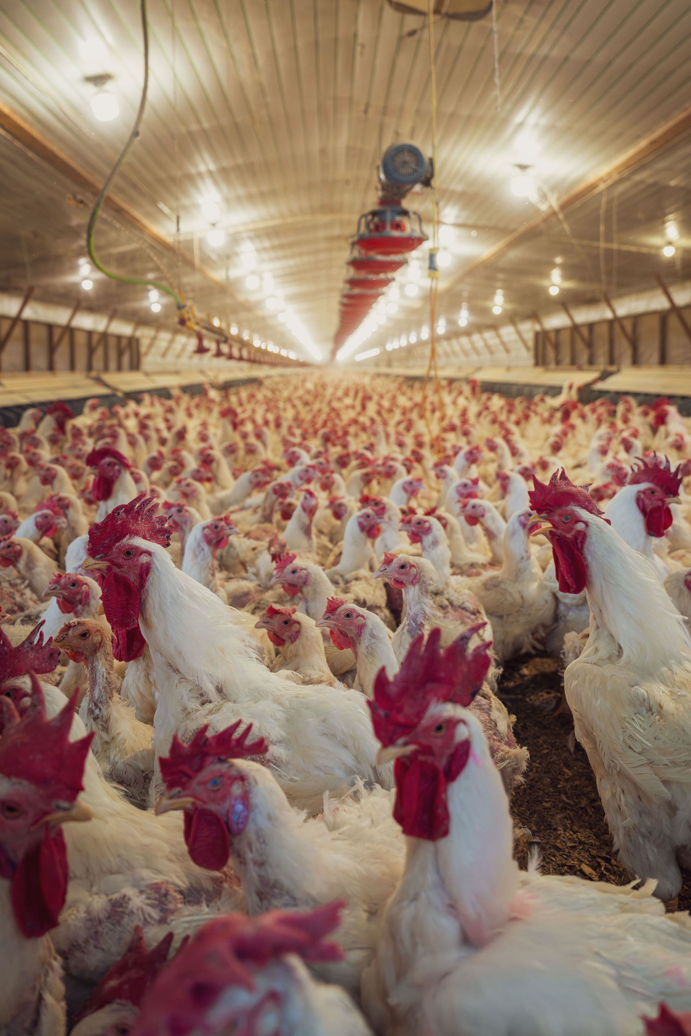 White chickens inside a commercial poultry house beneath installed lighting