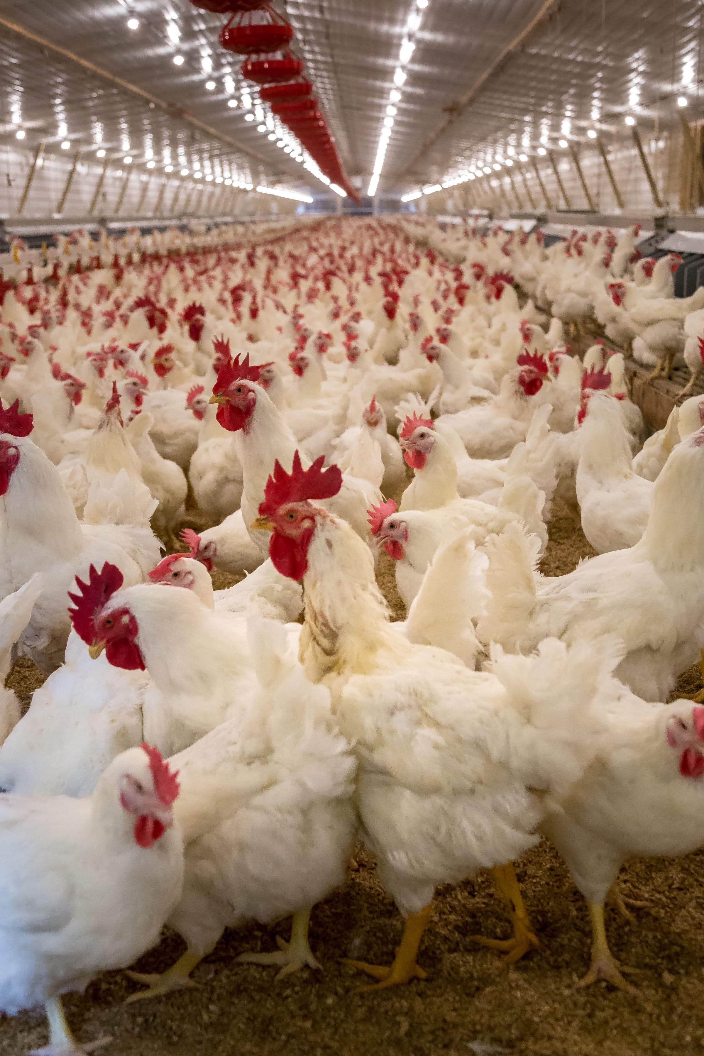 Interior of a large commercial poultry house with feeding equipment and white chickens